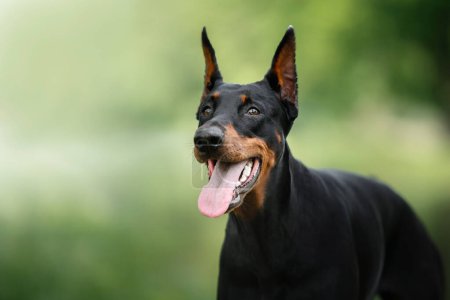 A regal black Doberman dog stands alert with perked ears and a panting smile in a serene outdoor setting. 