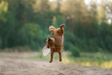 Ein australischer Terrier-Hund fängt ein Spielzeug, springt begeistert, blickt auf den Preis einer schwingenden Scheibe vor Kiefernkulisse.