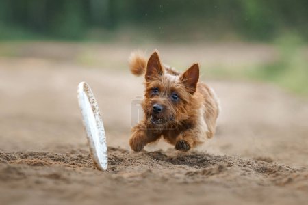 Un chien Terrier australien poursuit intensément un jouet montrant détermination et athlétisme sur un chemin sablonneux. Cette image capture la mise au point intense des terriers et le frisson bourré d'action du gam