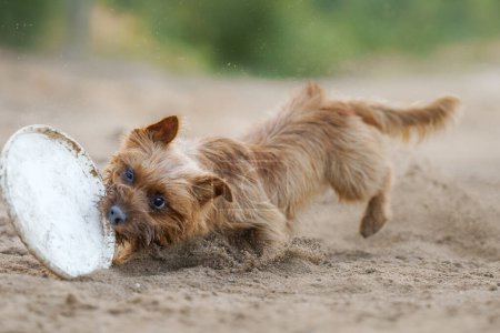 Un perro Terrier australiano persigue intensamente un juguete mostrando determinación y atletismo en un camino arenoso. Esta imagen captura el enfoque intenso de los terriers y la emoción llena de acción de la Gam