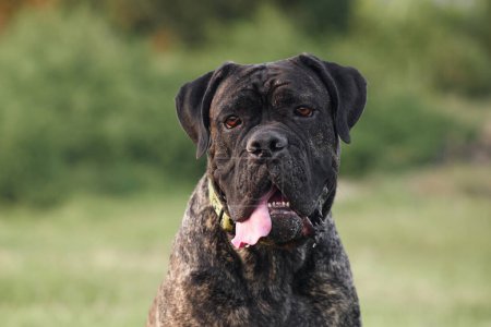 Ein stoischer italienischer Cane Corso-Hund blickt nach vorne, seine Zunge räkelt sich zur Seite. Haustier im Park 