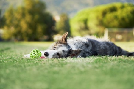 Ein entspannter Border Collie-Hund ruht auf dem Gras und blickt mit einem keuchenden Lächeln nach vorn. Die Szene ist ein heiterer Ausschnitt eines Hundetages auf der saftigen Wiese
