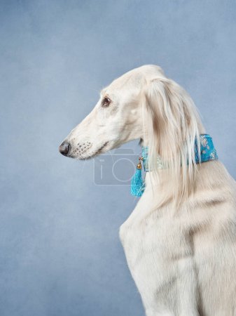 A Saluki dog graces the frame with its slender profile, adorned with a blue collar, against a soft blue background.
