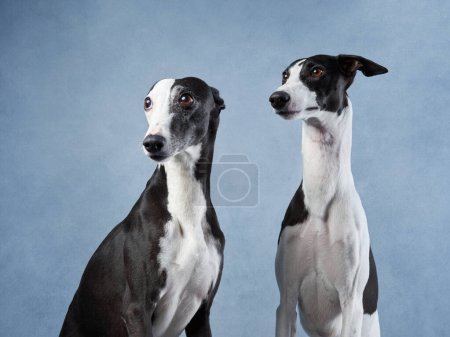 Two Greyhounds exhibit elegance, against a blue background. These sighthounds are poised, showcasing their lean silhouettes and noble demeanor
