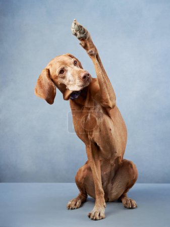 Un perro Vizsla cautivador levanta una pata, sobre un fondo azul relajante. El gesto equilibrado y la mirada atenta transmiten la inteligencia y la capacidad de entrenamiento en este encantador estudio de captura