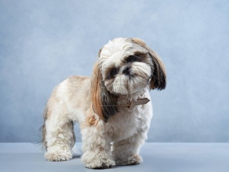 Ein Shih-Tzu-Hund steht wachsam vor blauem Hintergrund. Sein flauschiges weißes und braunes Fell und seine markanten Gesichtszüge unterstreichen seinen Charme