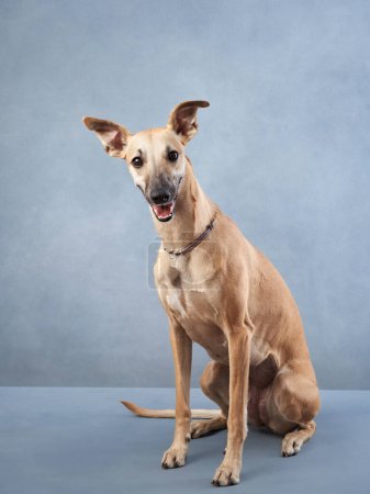 Ein aufgeweckter Windhund sitzt aufmerksam vor blauem Hintergrund. Seine schlanke Statur und die aufgesetzten Ohren strahlen Eleganz und Wachsamkeit aus.