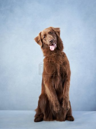 Ein schokoladenbrauner Hund sitzt ruhig vor einem ruhigen blauen Hintergrund. Haustier im Studio