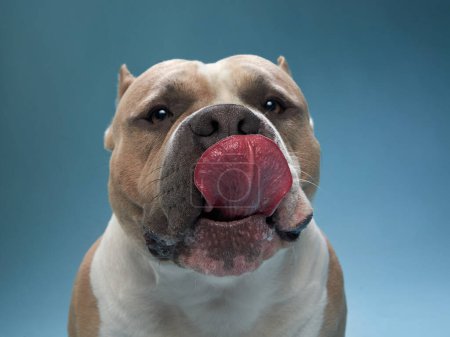 Eine Großaufnahme einer zufriedenen amerikanischen Bulldogge, deren Zunge sich in einer jovialen Hose räkelt. Diese Studioaufnahme fängt das freundliche Auftreten der Hunde mit einem weichen blauen Hintergrund ein 