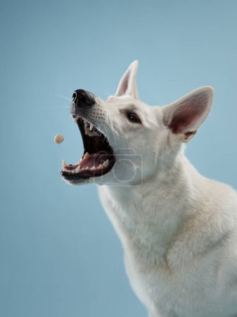 A focused white shepherd dog anticipates a treat mid-air, against a serene blue backdrop. With keen eyes and ears perked, this majestic canine exemplifies alertness and patience in a studio setting.