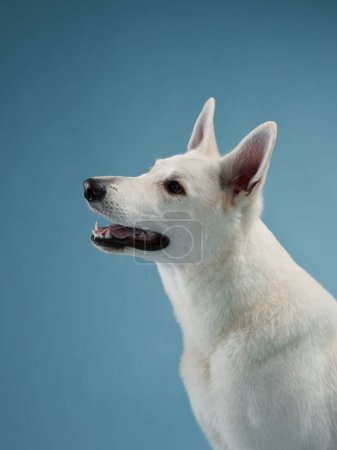 Un perro pastor suizo blanco vigilante posa sobre un fondo azul frío, sus oídos afilados y su mirada atenta que transmite alerta. 