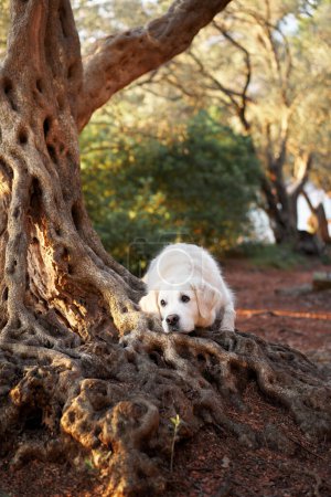 A white Golden Retriever dog lies thoughtfully by an old tree