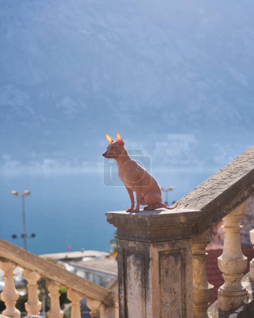 American Hairless Terrier dog sits perched on an ornate stone baluster, gazing over a serene lake with mountains in the distance