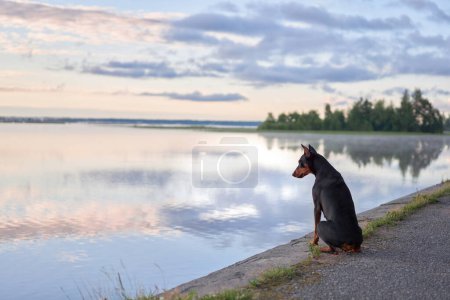 perro pinscher estándar se sienta en contemplación por un lago sereno al atardecer, con nubes suaves que se reflejan en el agua quieta