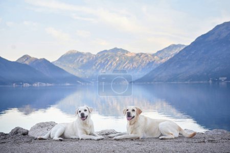 Two Labrador Retrievers dogs lounge on a pier, with a calm lake and mountains in the background