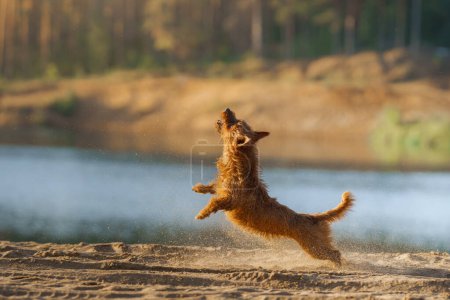 Ein überschwänglicher Australian Terrier Hund springt mit einer sandigen Explosion in die Luft und versucht, ein glitzerndes Spielzeug einzufangen