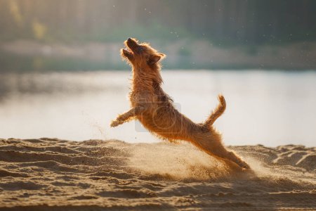 An exuberant Australian Terrier dog leaps into the air with a sandy explosion, trying to catch a glinting toy