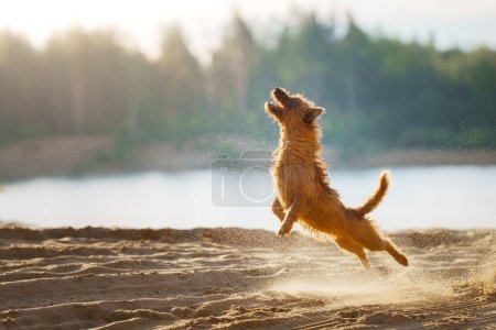 Ein überschwänglicher Australian Terrier Hund springt mit einer sandigen Explosion in die Luft und versucht, ein glitzerndes Spielzeug einzufangen
