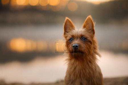 A small, alert Australian Terrier dog stands poised, its sharp gaze set against a blurred natural backdrop, exuding curiosity