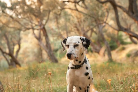 A Dalmatian dog gazes attentively in a peaceful olive grove, its spotted coat contrasting with the earthy tones of the scenery