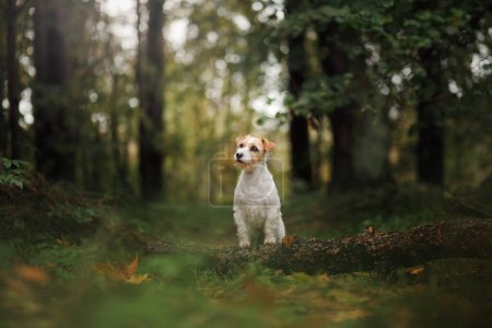 Foto de Un perro Jack Russell Terrier equilibrado se para con atención en un tronco caído en un exuberante bosque - Imagen libre de derechos