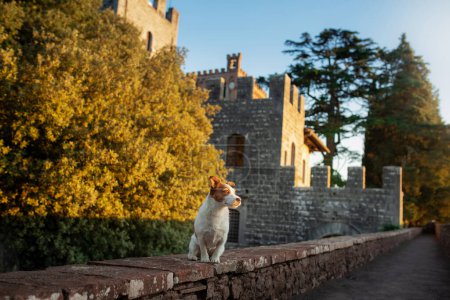 Un perro Jack Russell Terrier se encuentra en una antigua pared de piedra, con un castillo histórico y follaje dorado en el fondo. 