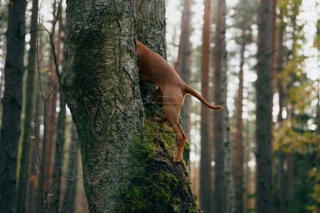 Ein Viszla-Hund klettert auf einen Baum und zeigt eine einzigartige Kombination aus Beweglichkeit und Neugier in einer dichten Waldumgebung. 