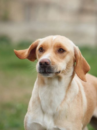 An attentive Labrador Retriever gazes forward, its ears gently lifted by the breeze