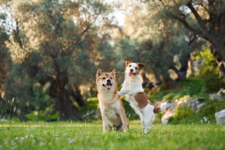 Zwei fröhliche Hunde, ein Shiba Inu und ein Jack Russell Terrier, teilen sich einen verspielten Moment in einem grünen Hain,