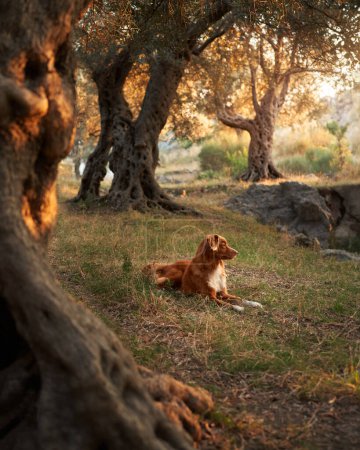 A Nova Scotia Duck Tolling Retriever dog rests in a serene olive grove at sunset.