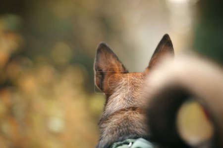The back of a German Shepherds dog ears and head stand out against a soft-focus natural background, evoking a sense of alertness and watchfulness
