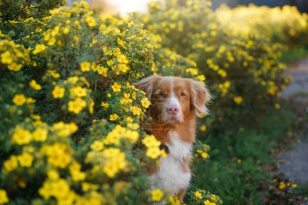 A Nova Scotia Duck Tolling Retriever dog peeks out from a vibrant bush of yellow flowers, its amber eyes reflecting a quiet curiosity