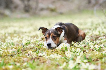 Un chien tricolore se trouve au milieu d'un champ de fleurs blanches, son regard abaissé dans une posture douce et coûteuse. Le tir franc capture l'essence d'un moment de paix en plein air
