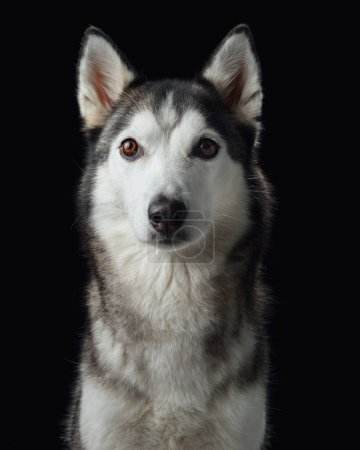 Intensiver Blick eines sibirischen Huskyhundes taucht aus der Dunkelheit auf, der seine scharfen Gesichtszüge und gefühlvollen Augen hervorhebt. 
