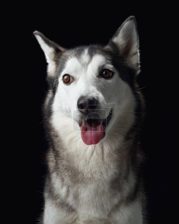 La mirada intensa de un perro Husky siberiano emerge de la oscuridad, destacando sus rasgos nítidos y sus ojos conmovedores.. 
