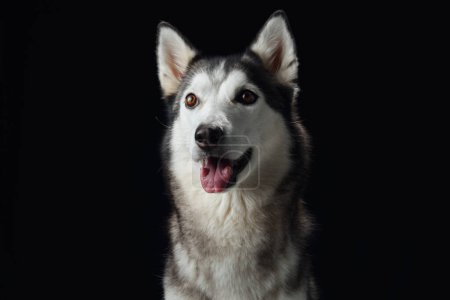 Intense gaze of a Siberian Husky dog emerges from the darkness, highlighting its sharp features and soulful eyes. 