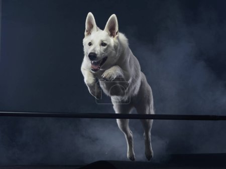  Captivated White Swiss Shepherd in mid-leap, studio lighting highlights its focus. The elegant motion is frozen against a dark backdrop, emphasizing the dogs graceful form