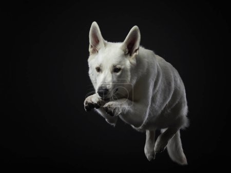  Captivated White Swiss Shepherd in mid-leap, studio lighting highlights its focus. The elegant motion is frozen against a dark backdrop, emphasizing the dogs graceful form