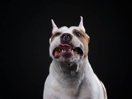 A joyful American Staffordshire Terrier dog poses against a dark background, its tongue playfully out
