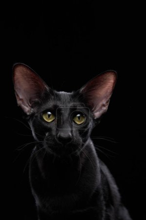 Un elegante gato Oriental Shorthair negro con ojos amarillos penetrantes ocupa el centro del escenario en un entorno de estudio oscuro. La mirada intensa y los rasgos nítidos del gato llaman la atención en este dramático retrato