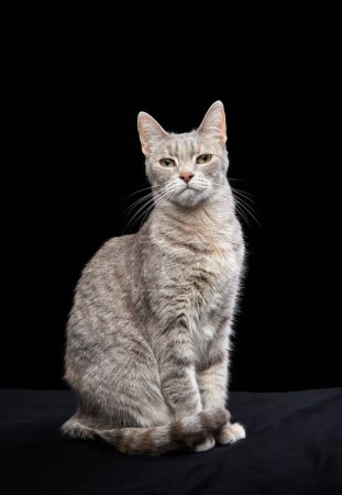 Photo for A serene tabby cat sits against a stark black background, studio shot. Its striped coat and observant eyes give a sense of calm and dignity in this elegant portrait. - Royalty Free Image