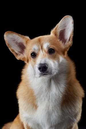 Téléchargez les photos : Un chien gallois gai Corgi Pembroke oreilles attentives capturer l'essence du moment avec un regard lumineux - en image libre de droit