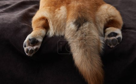 Großaufnahme der Pfoten eines Hundes, das flauschige goldene Fell lässt auf eine große, freundliche Rasse schließen. Das beruhigende Bild vor einem dunklen Stoff fängt ein ruhendes Haustier ein