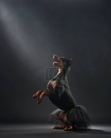 A sleek standard pinscher dog strikes a dynamic pose, adorned with a delicate tutu, enveloped in atmospheric mist
