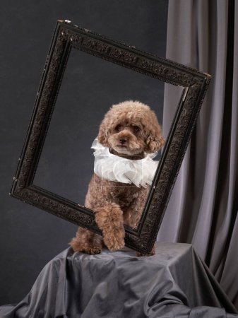 Poodle dog framed in elegance, Artistic studio composition. A brown Poodle adorned with a white ruffle collar is artfully posed within an ornate frame, set against a draped studio backdrop