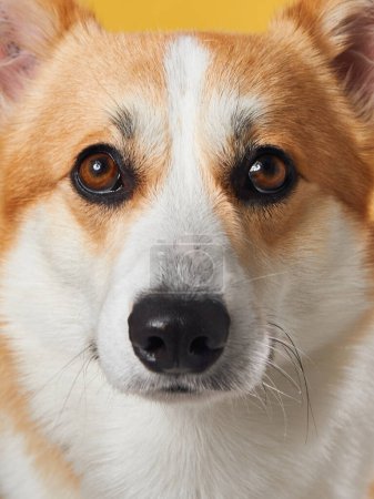 An intimate close-up of a Pembroke Welsh Corgi dog reveals soulful eyes and a symmetrical facial pattern.