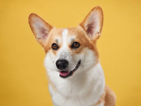 A poised Pembroke Welsh Corgi dog against a vibrant yellow backdrop, displaying the breeds characteristic attentive ears and warm, intelligent gaze