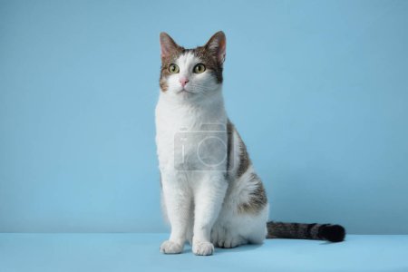 A poised domestic cat with a white and tabby coat sits elegantly against a soft blue background. Its attentive green eyes reflect curiosity and awareness