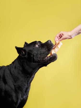 Attentive black Cane Corso with a treats, studio capture against yellow. The image shows the dog playful side and robust jaw, engaging with its chew toy.