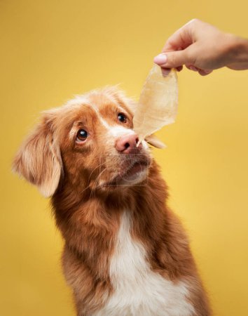 Nova Scotia Duck Tolling Retriever eagerly awaits a treat from hand against a warm yellow background